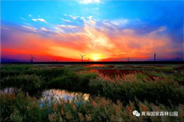 大丰黄海湿地公园潮汐树最佳观赏时间，大丰黄海湿地公园潮汐树观赏最佳时节揭秘