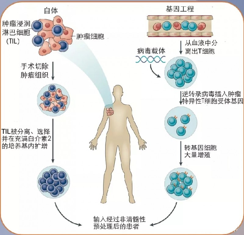 细胞治疗临床应用的前景与未来展望